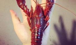 厦门龙虾爆料事件视频最新