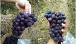 爆料提子视频大全最新下载,最新爆料提子视频大全下载攻略